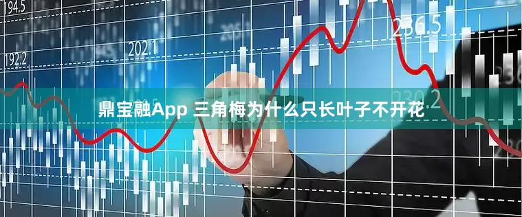 鼎宝融App 三角梅为什么只长叶子不开花